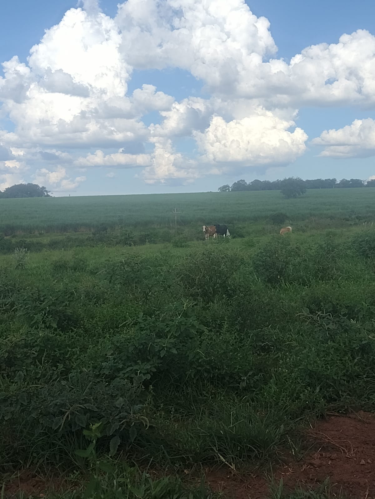 Fazenda, 94 m² - Foto 1