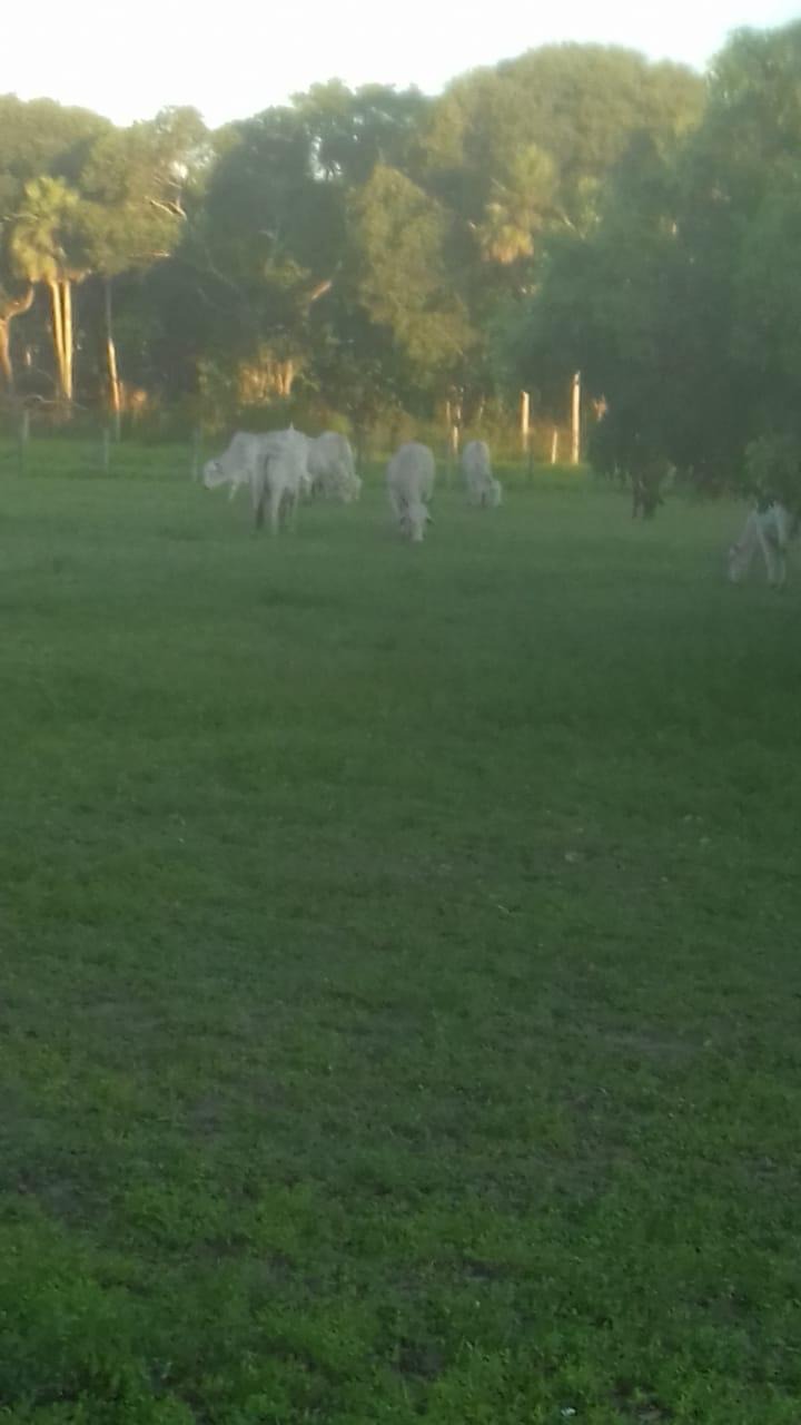 Fazenda, 653 m² - Foto 4