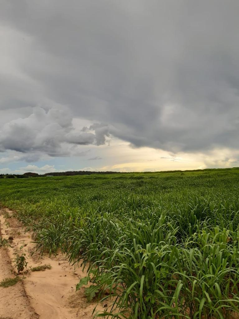 Fazenda, 1012 m² - Foto 5