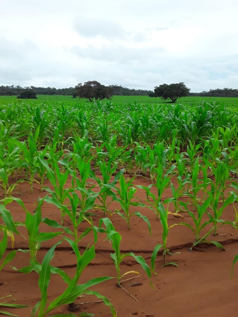 Fazenda, 1012 m² - Foto 4