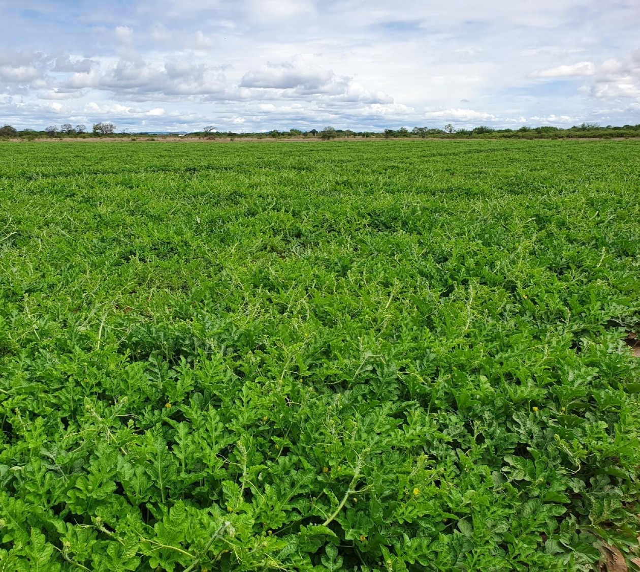 Fazenda, 4752 m² - Foto 2