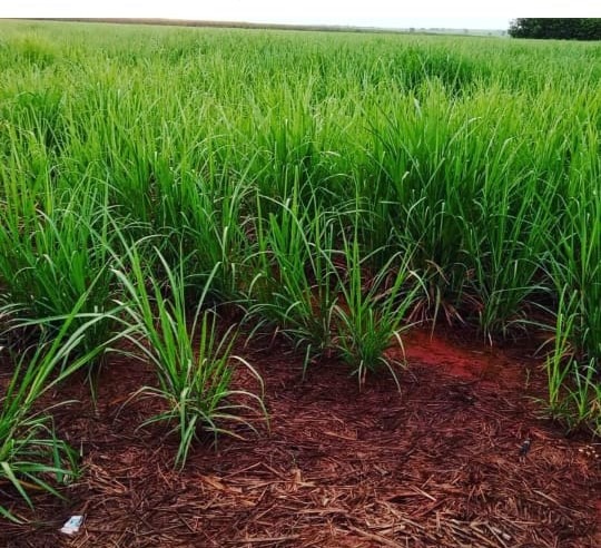 Sítio, 30 m² - Foto 1