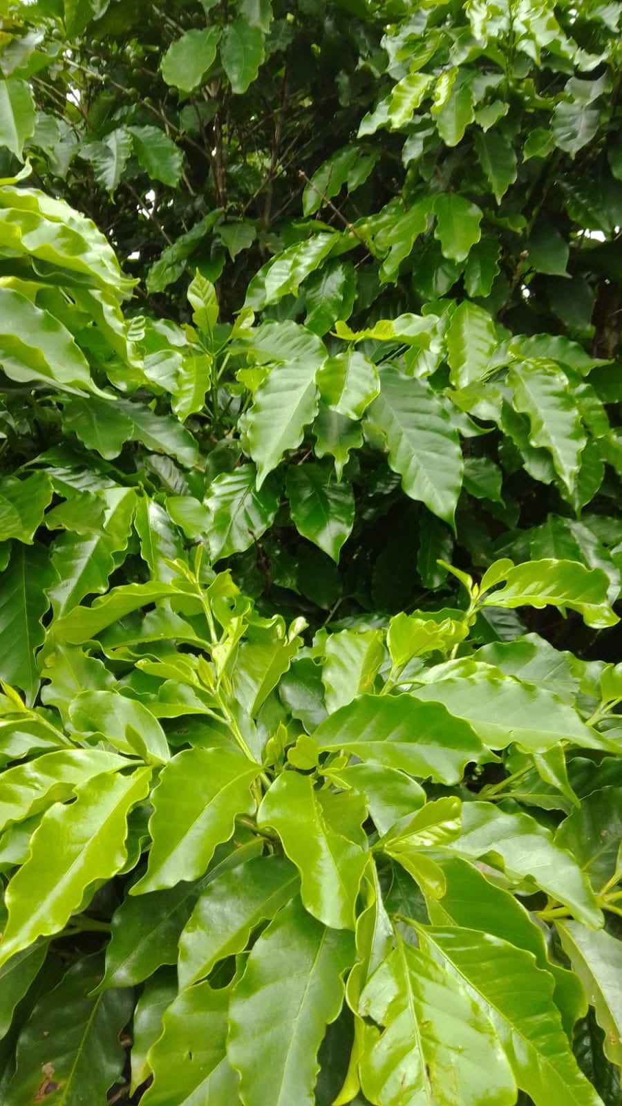 Fazenda, 76 m² - Foto 1