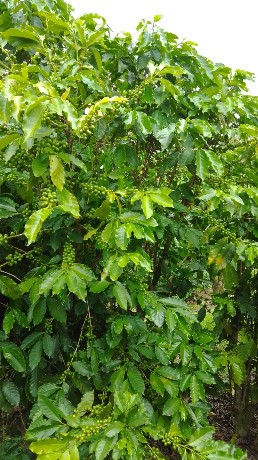 Fazenda, 76 m² - Foto 3