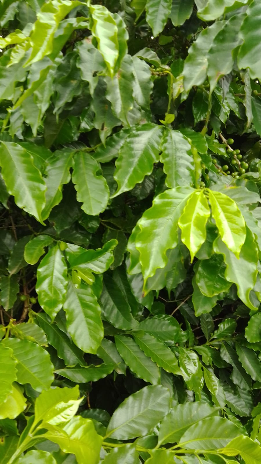 Fazenda, 76 m² - Foto 4