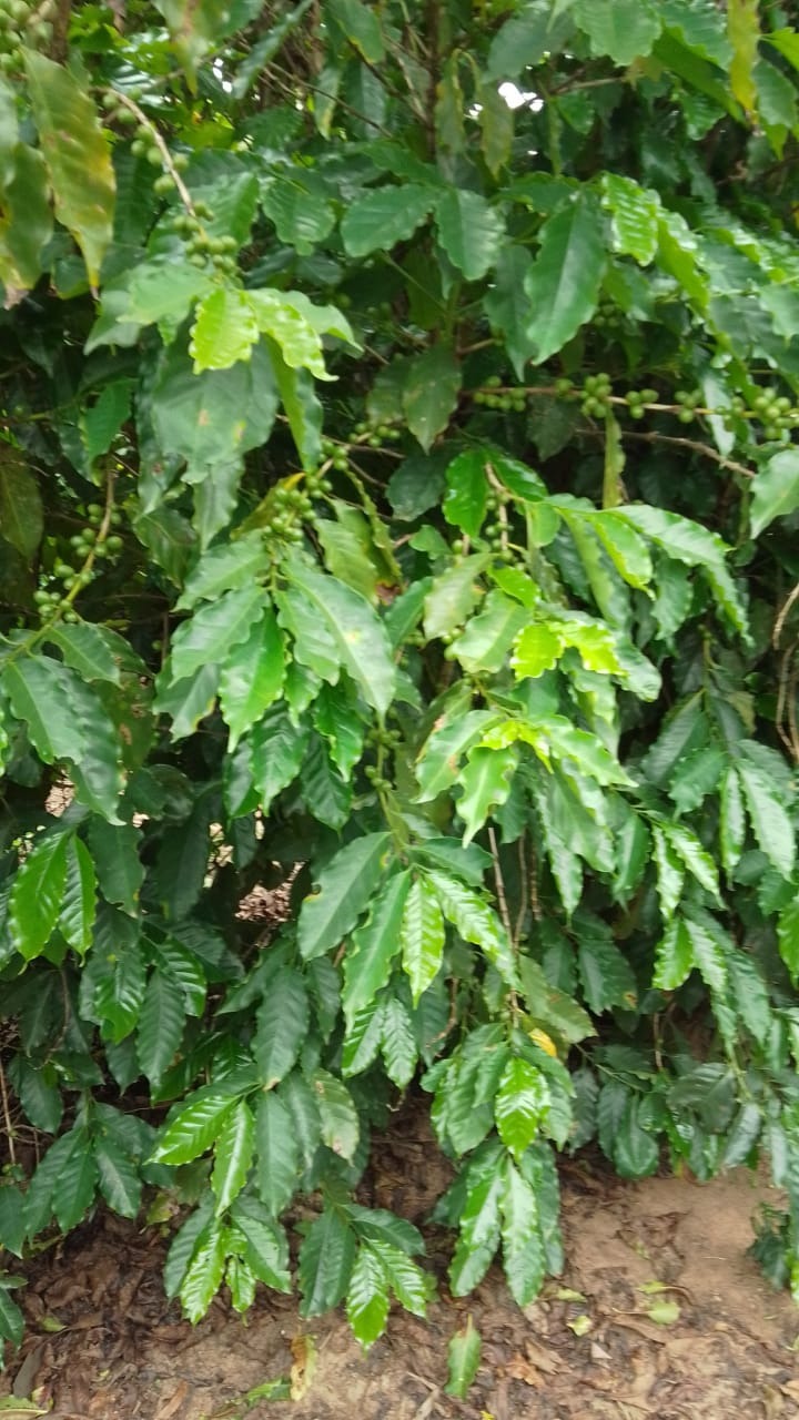 Fazenda, 76 m² - Foto 2