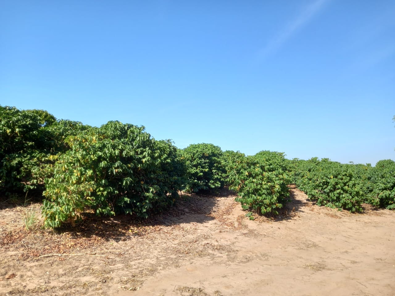 Fazenda, 76 m² - Foto 5