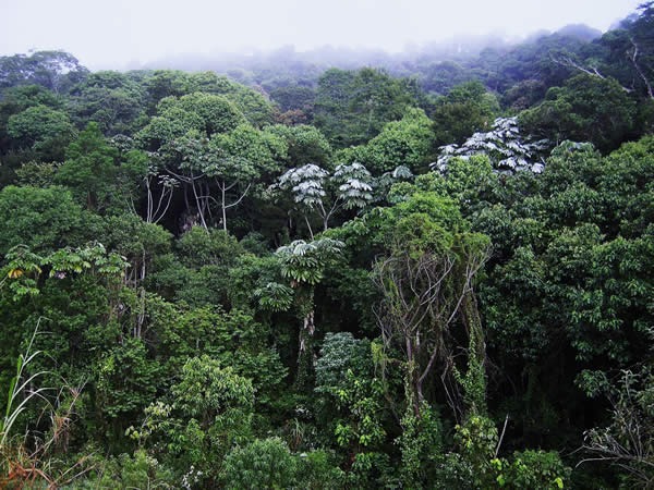 Sítio, 29 m² - Foto 1