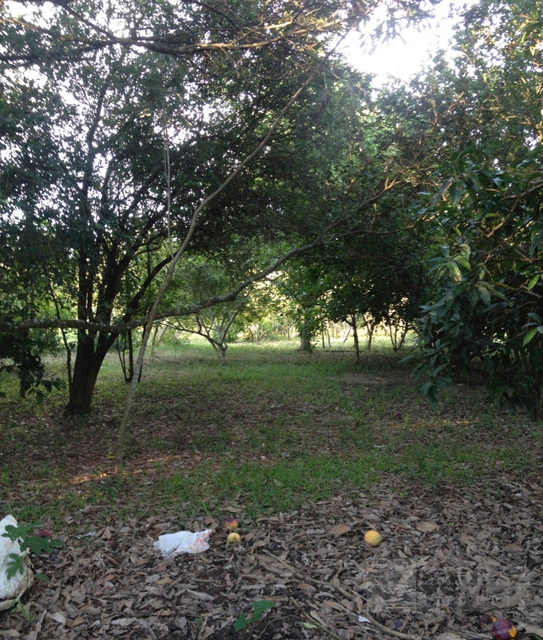 Terreno, 2 hectares - Foto 4