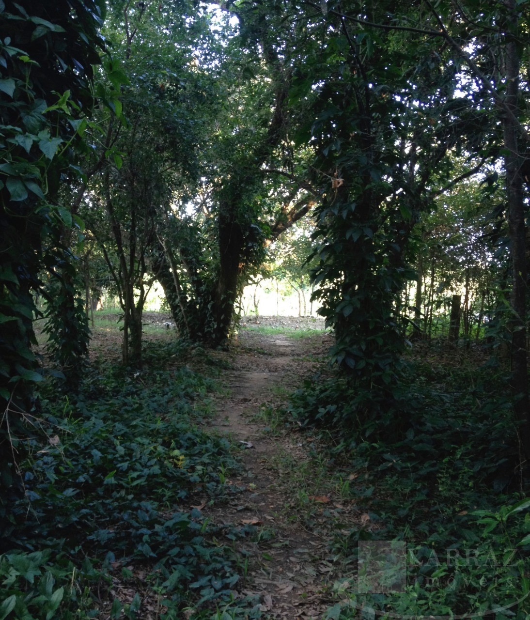 Terreno, 2 hectares - Foto 5