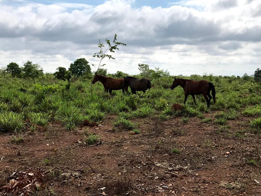 Fazenda, 50 m² - Foto 2