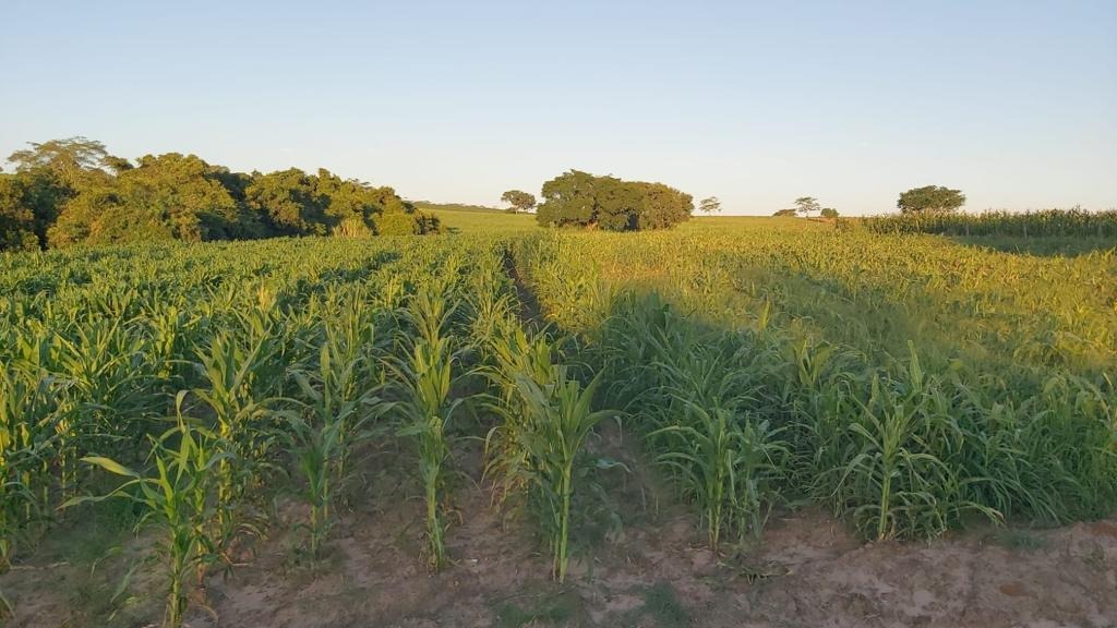 Sítio, 25 m² - Foto 1