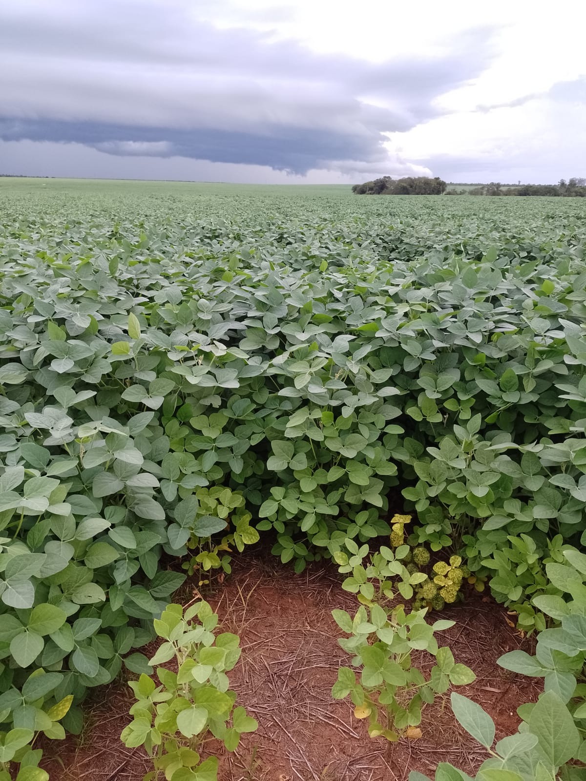 Fazenda, 182 m² - Foto 1