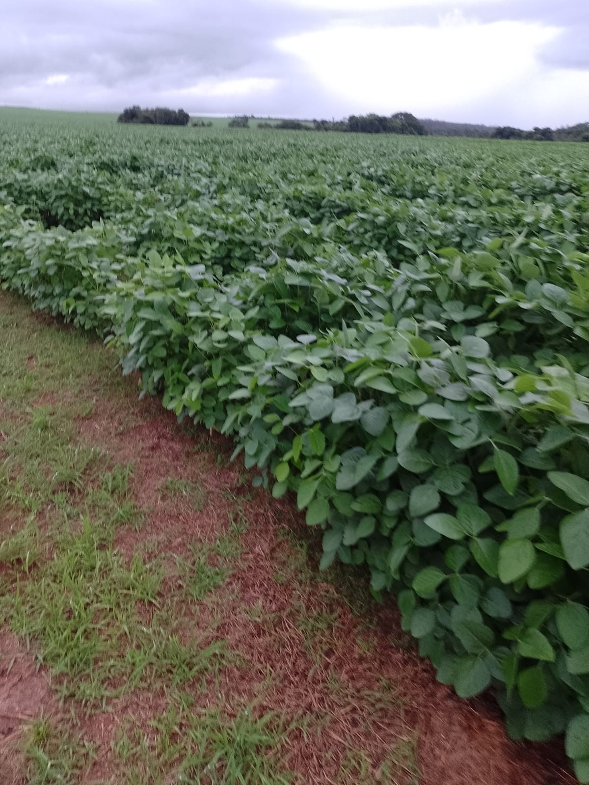 Fazenda, 182 m² - Foto 2