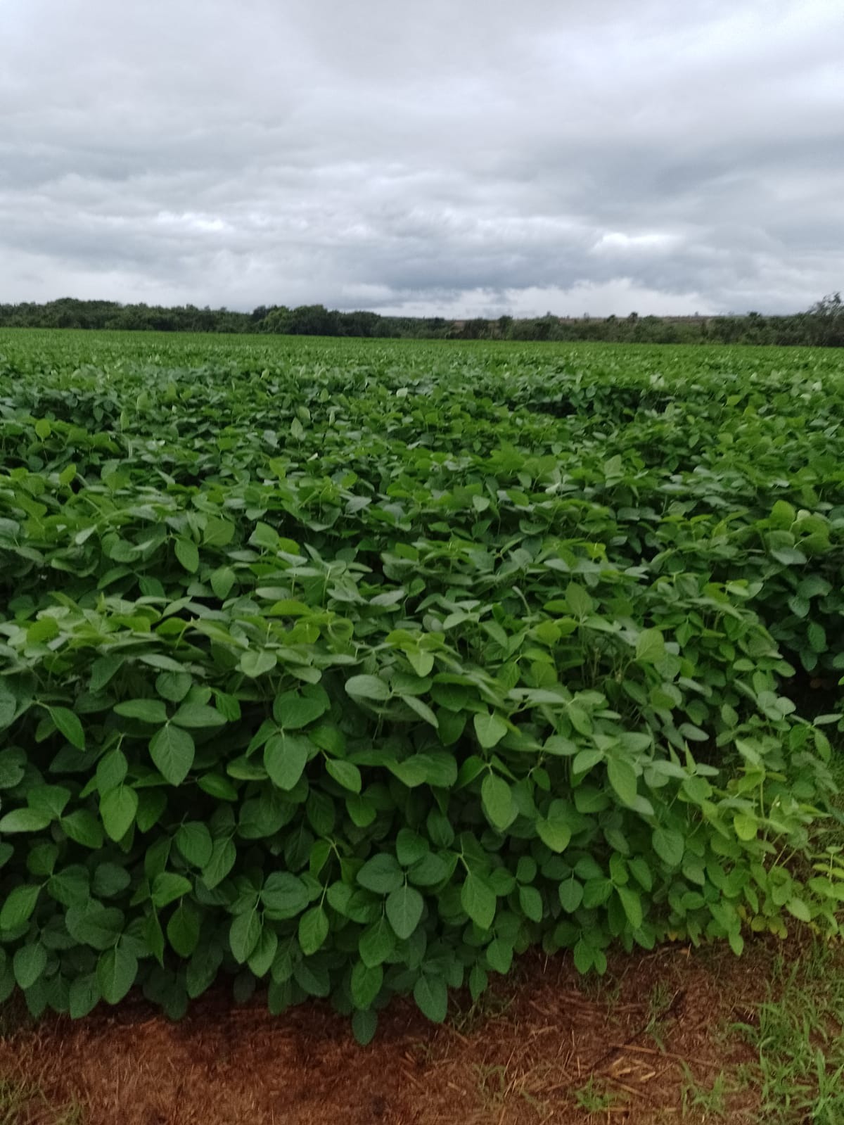 Fazenda, 182 m² - Foto 3