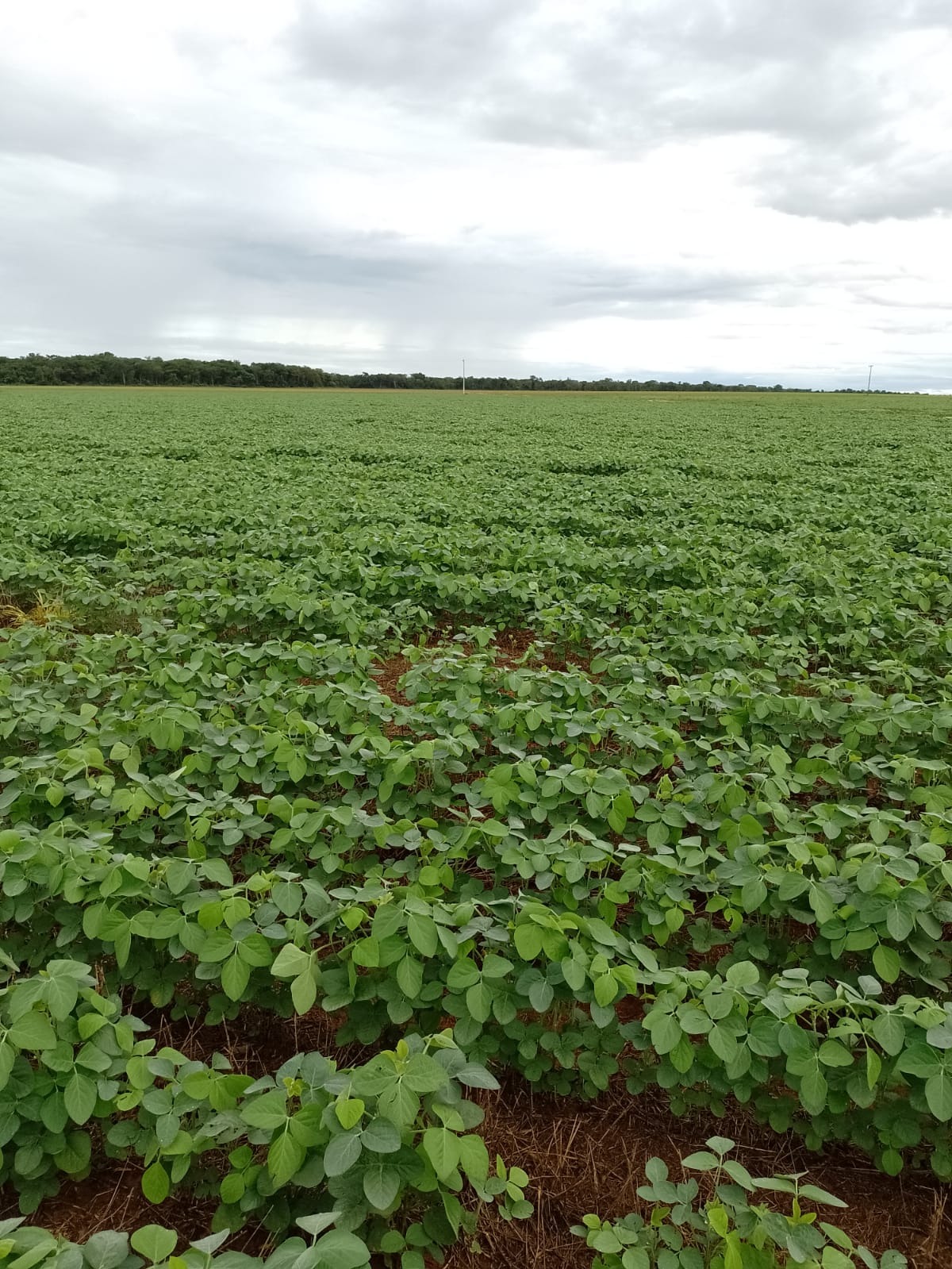 Fazenda, 182 m² - Foto 4