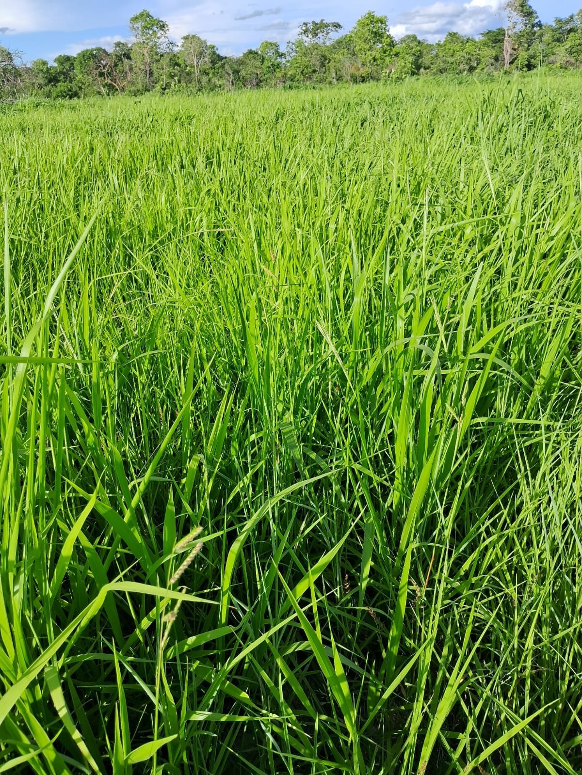 Fazenda, 409 m² - Foto 4