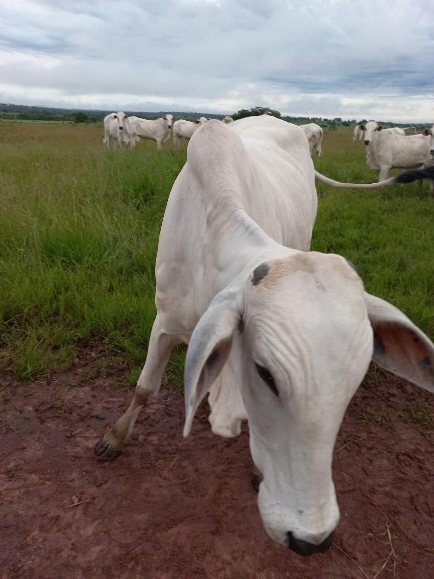 Fazenda, 409 m² - Foto 10