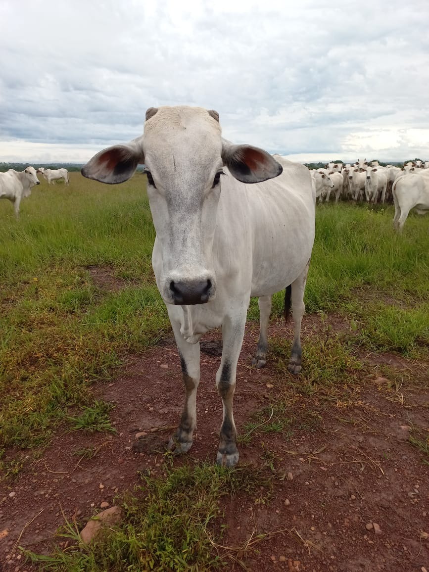 Fazenda, 409 m² - Foto 9