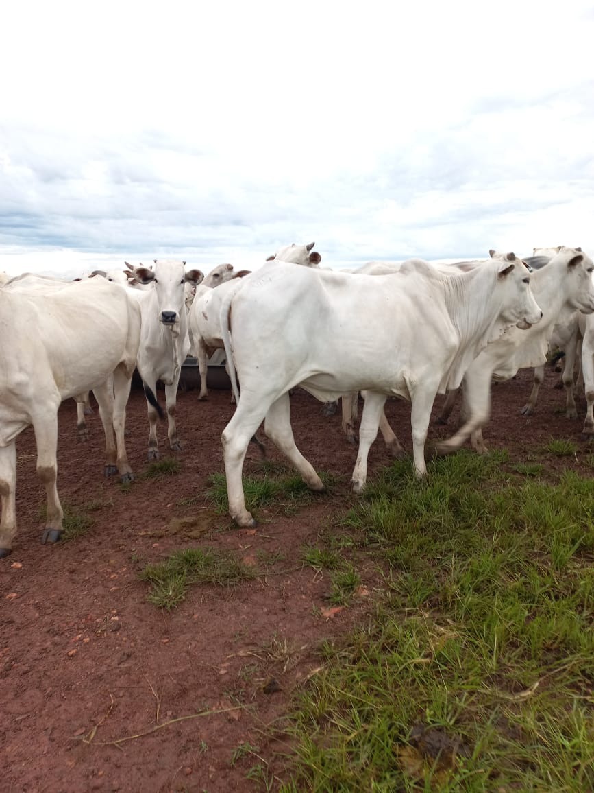 Fazenda, 409 m² - Foto 11