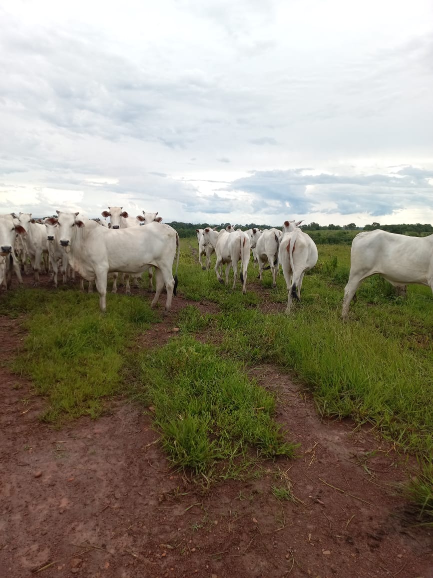 Fazenda, 409 m² - Foto 14