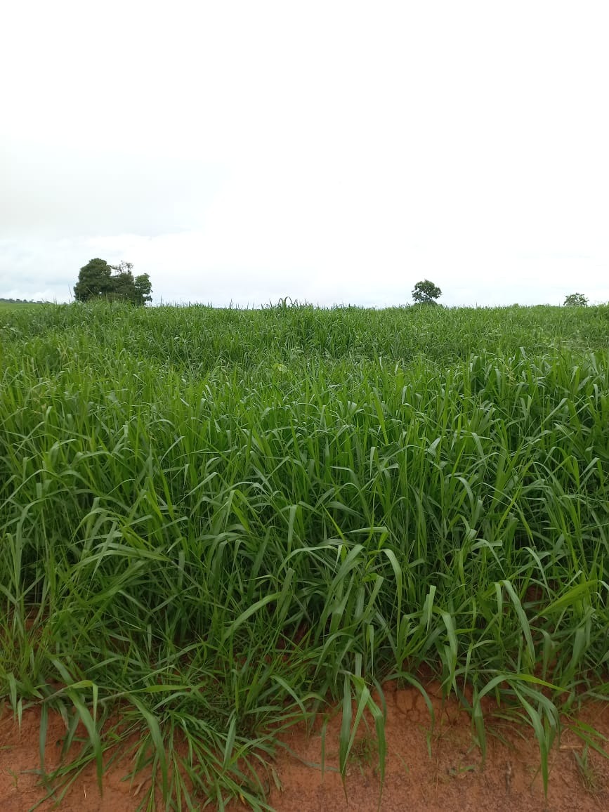 Fazenda, 409 m² - Foto 17