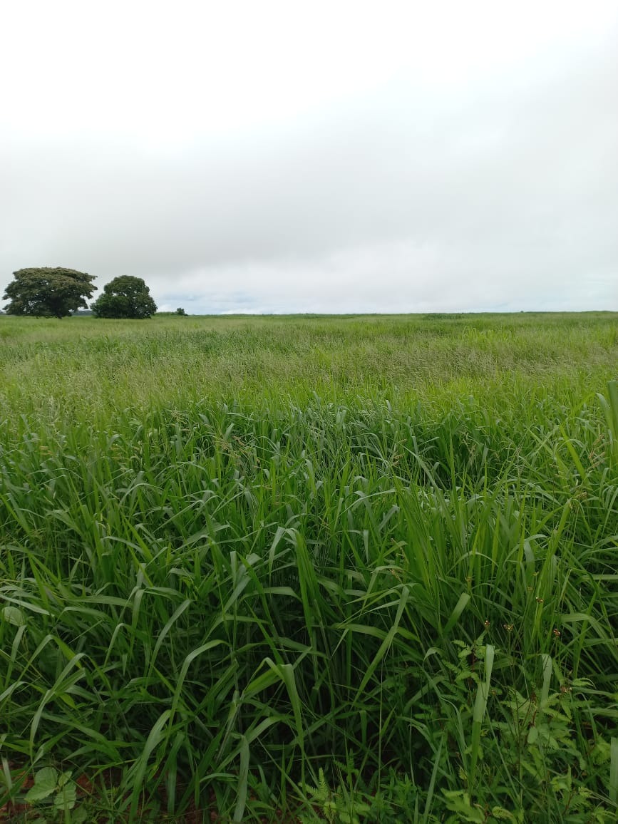 Fazenda, 409 m² - Foto 20