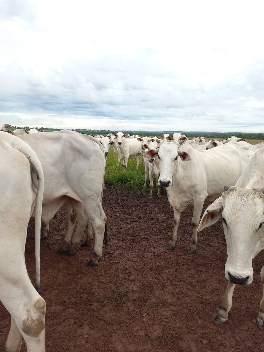 Fazenda, 409 m² - Foto 12