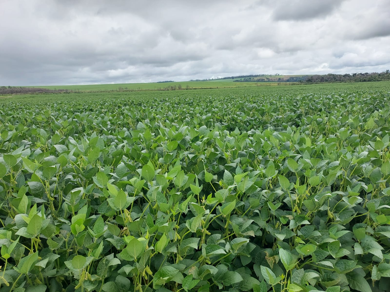 Fazenda, 168 m² - Foto 1