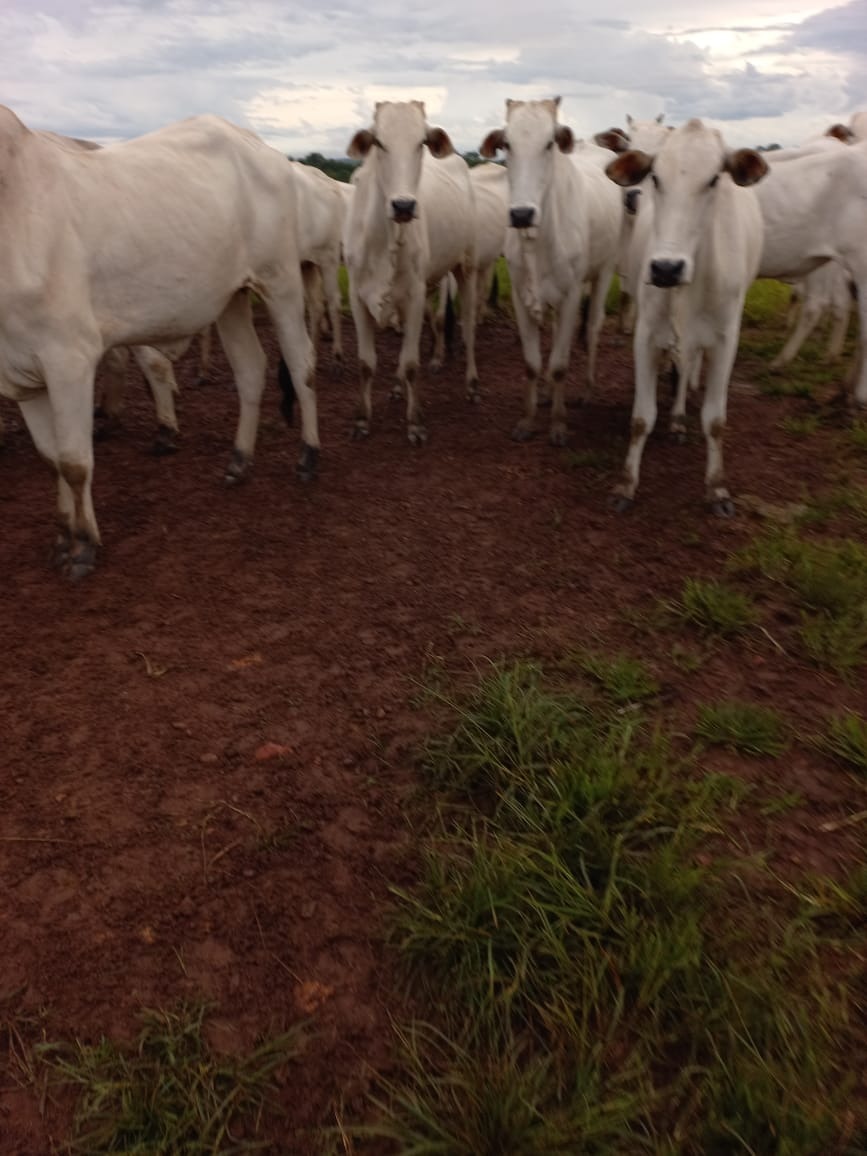 Fazenda, 409 m² - Foto 15