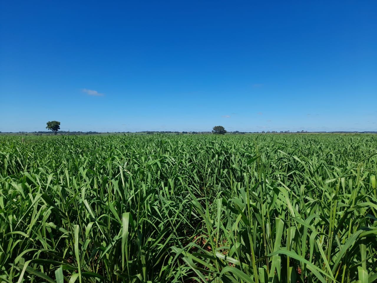 Fazenda, 40 m² - Foto 1