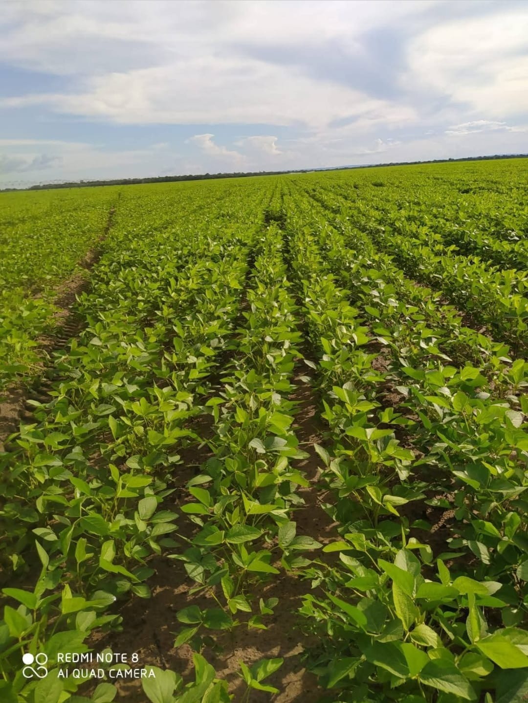 Fazenda, 987 m² - Foto 1