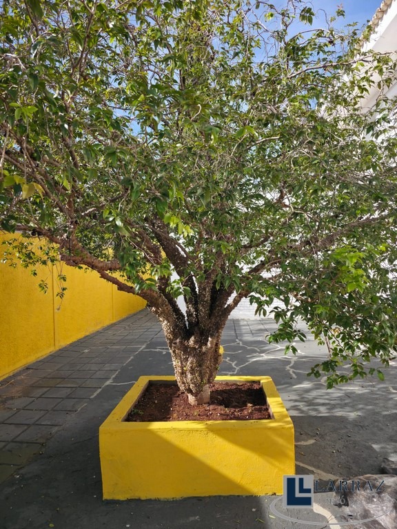 Casa, 5 quartos, 710 m² - Foto 5