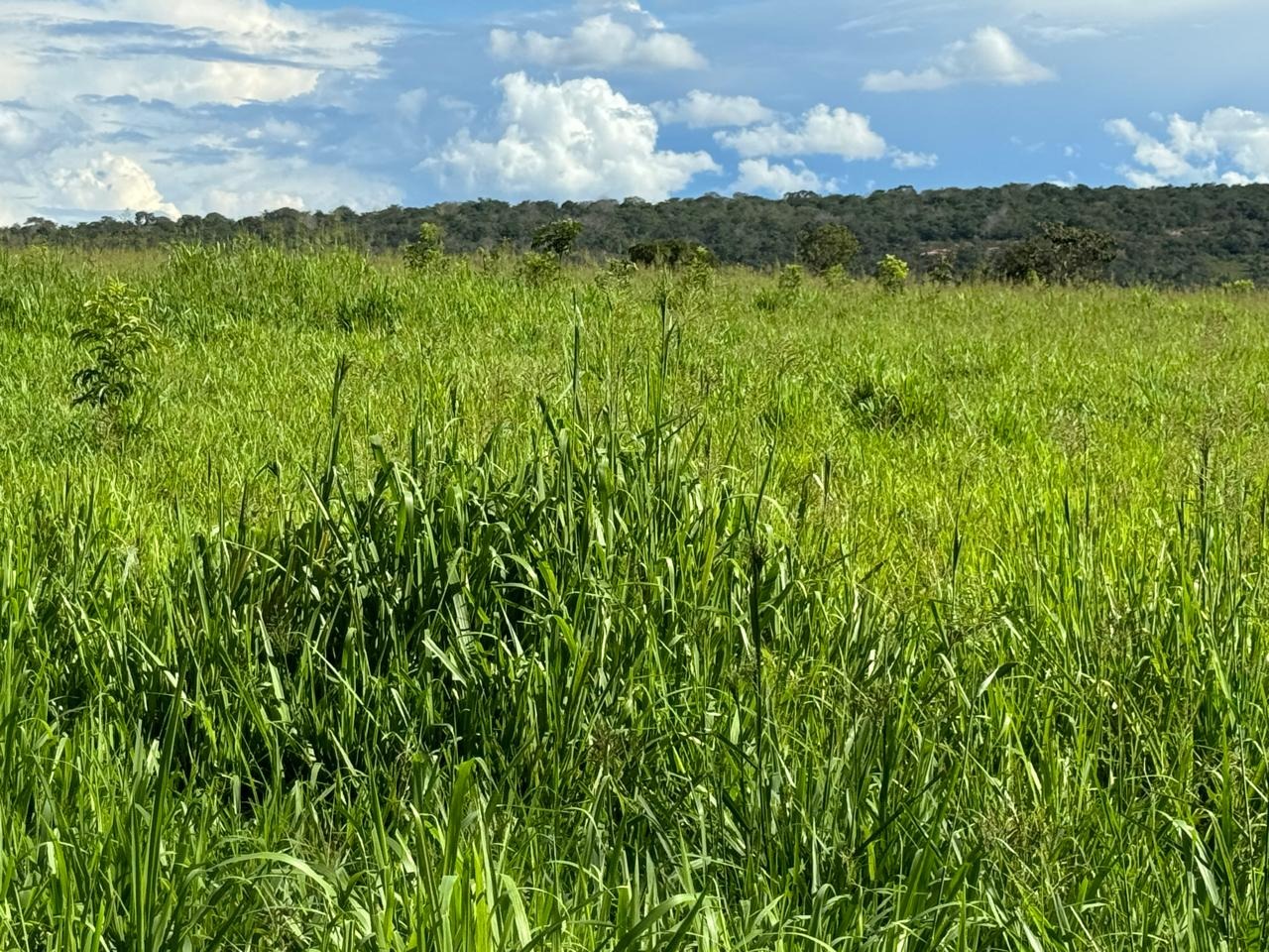 Fazenda, 764 m² - Foto 1