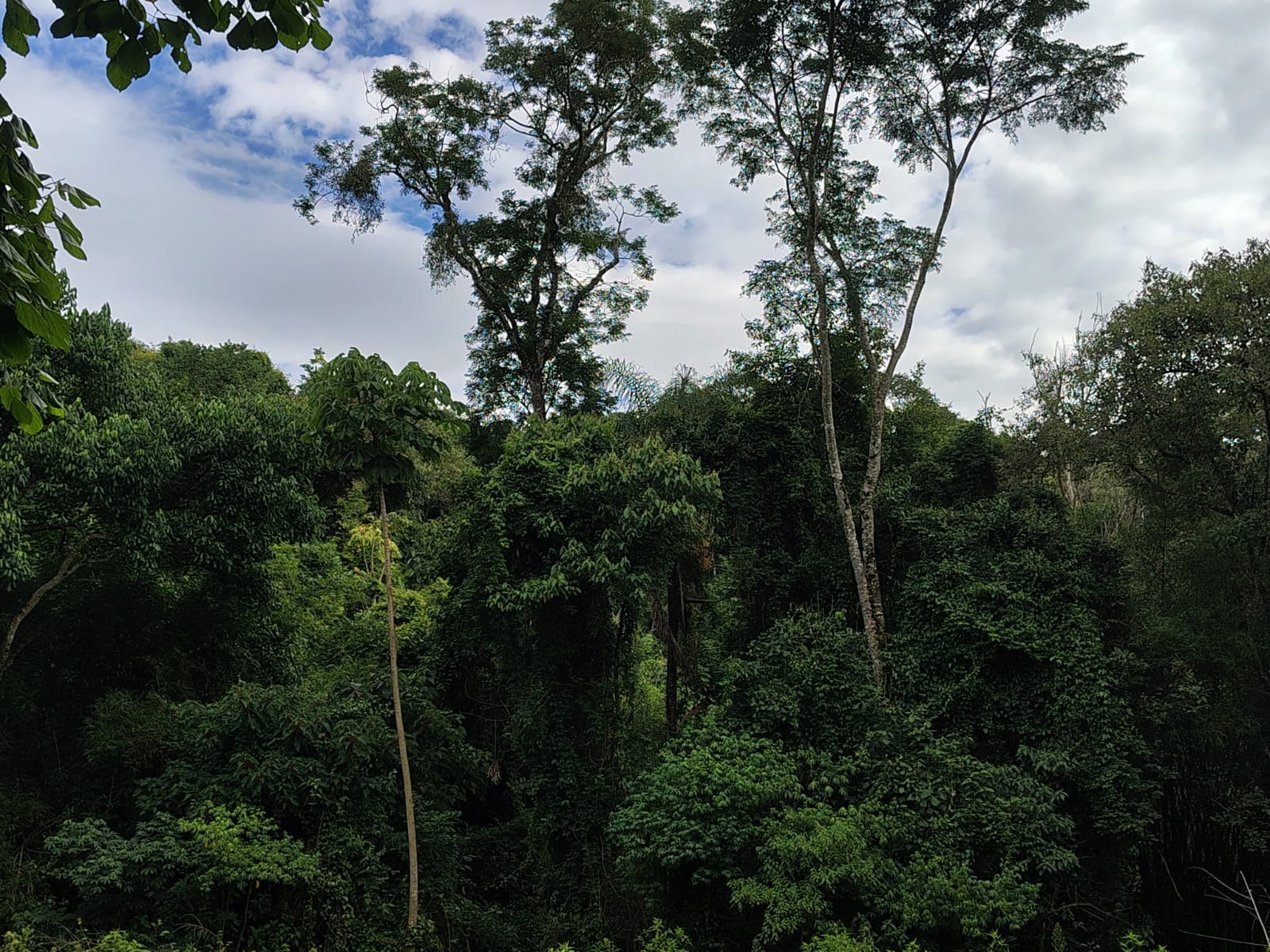 Sítio, 4 m² - Foto 3