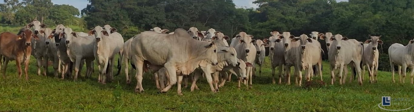 Fazenda, 221 m² - Foto 28