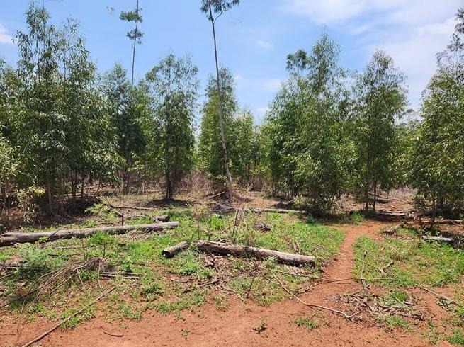 Fazenda, 256 m² - Foto 2