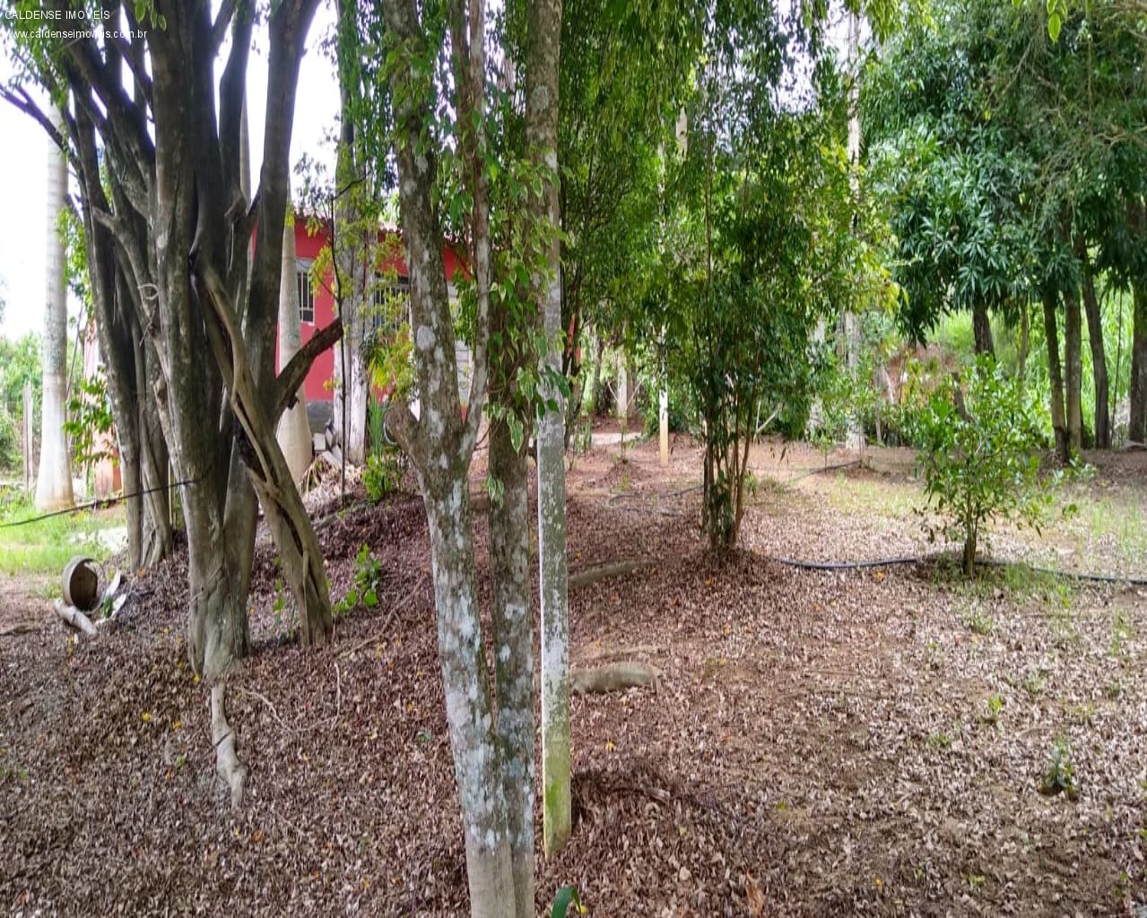 Chácara, 3 quartos, 7000 m² - Foto 11