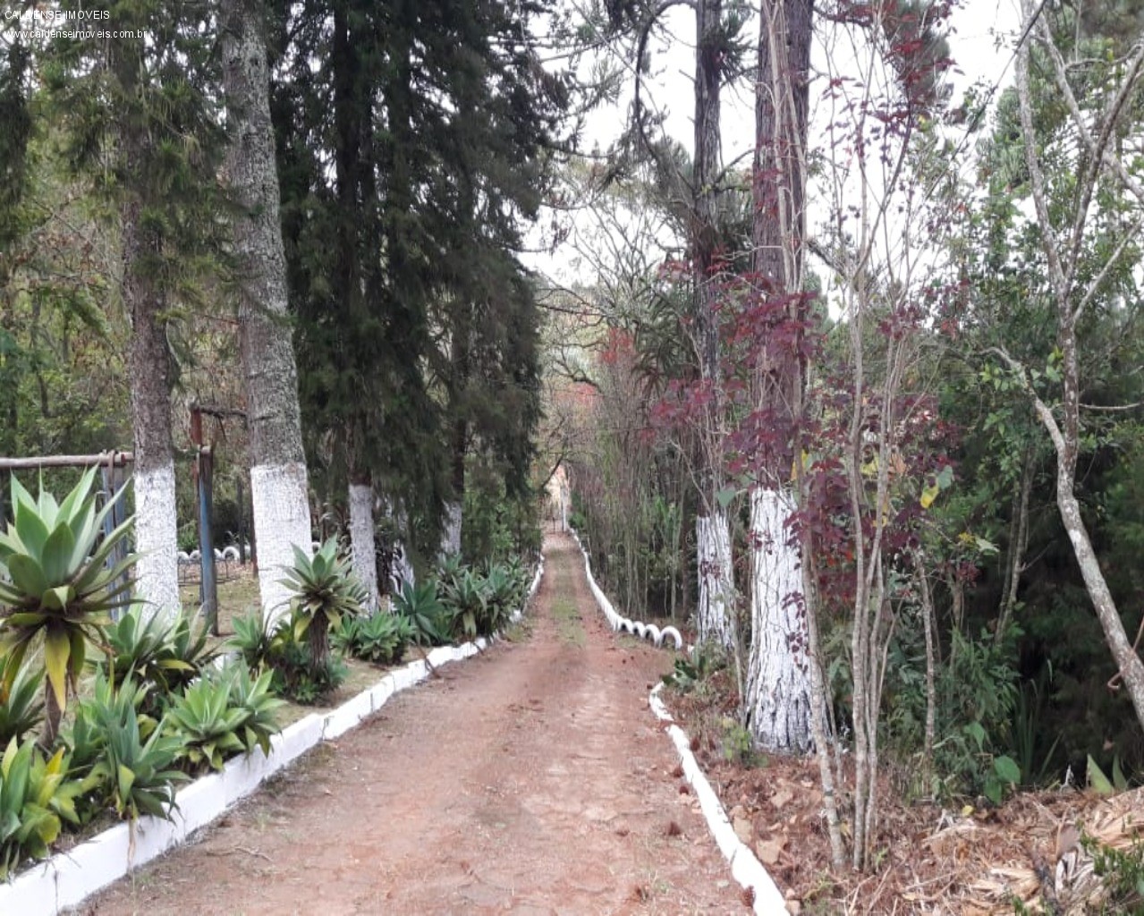 Chácara, 4 quartos - Foto 2