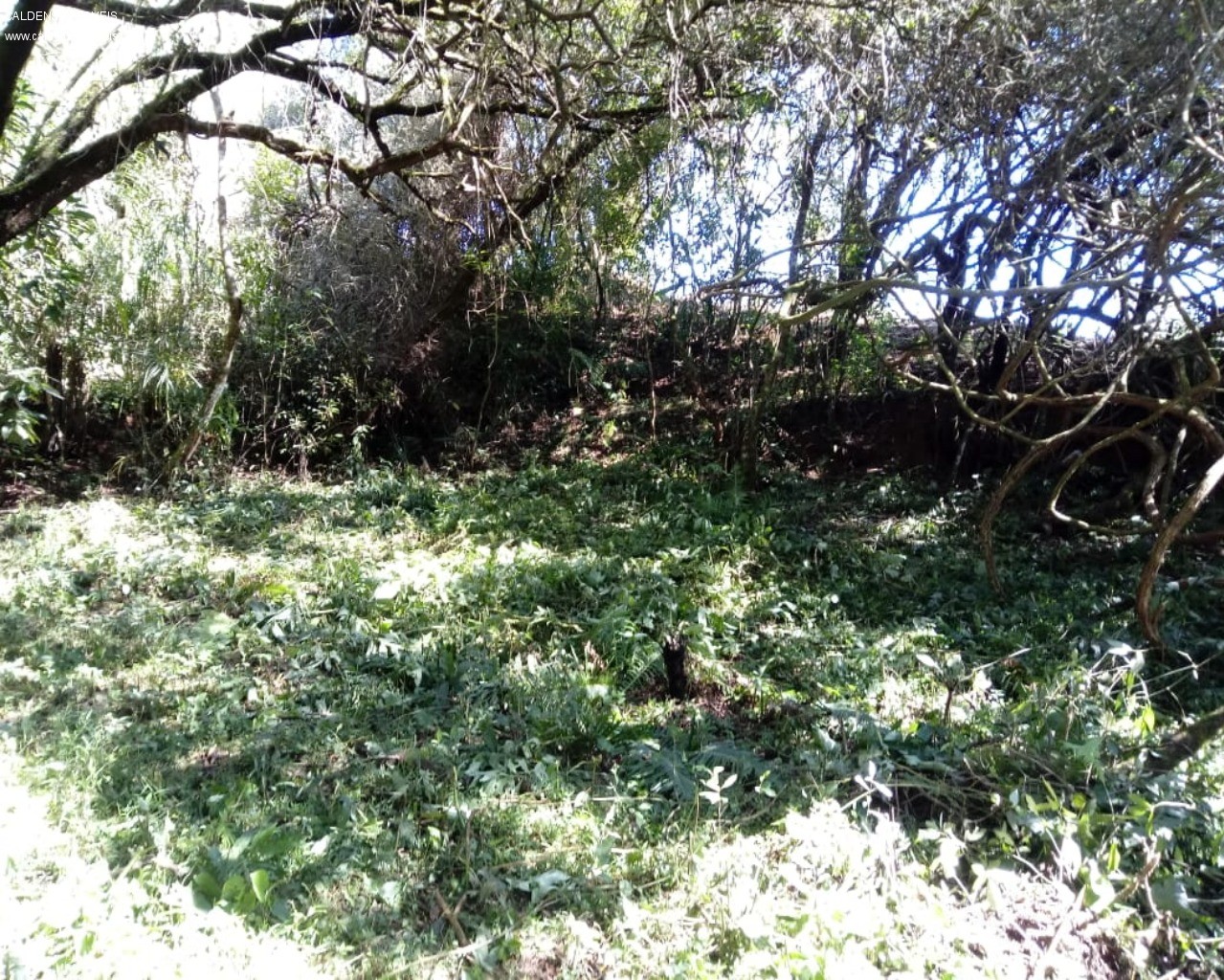 Chácara - Foto 2