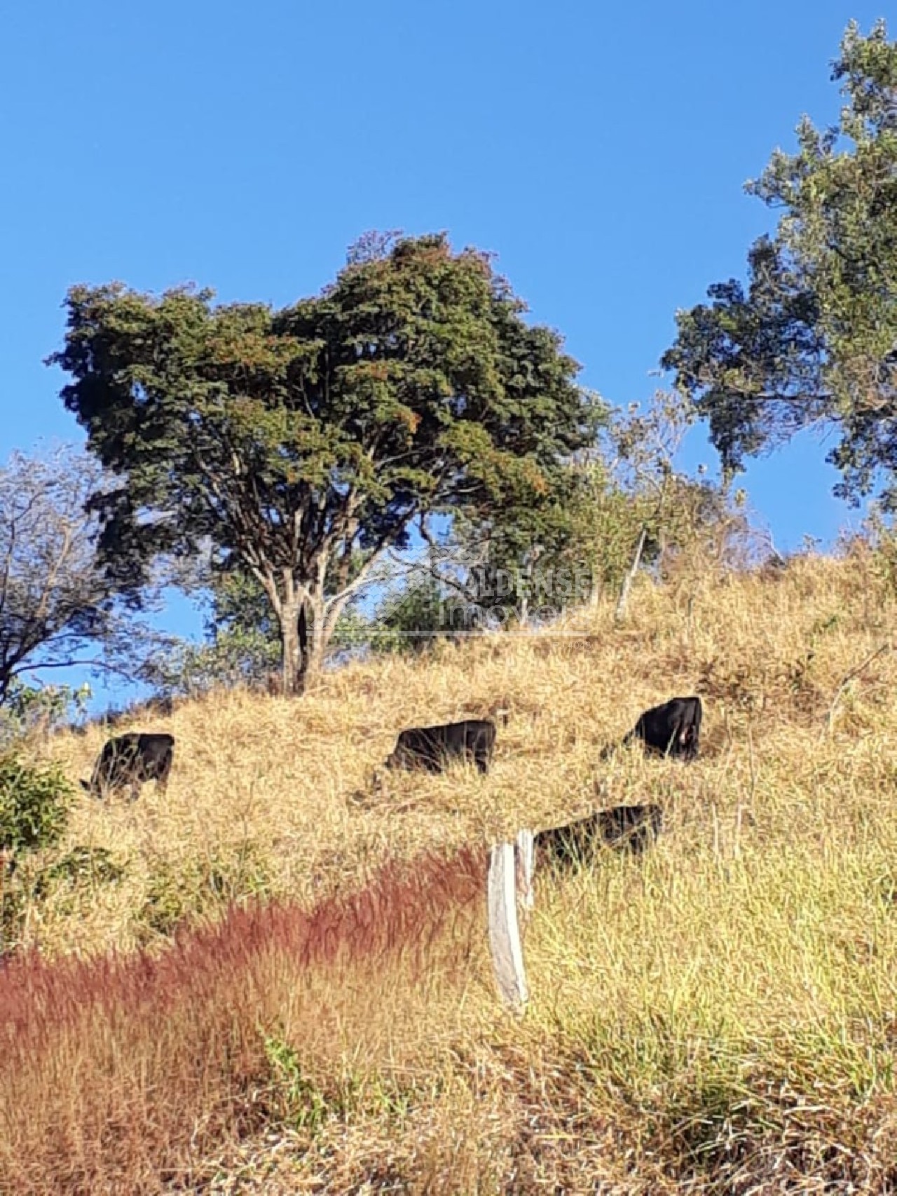 Chácara - Foto 3