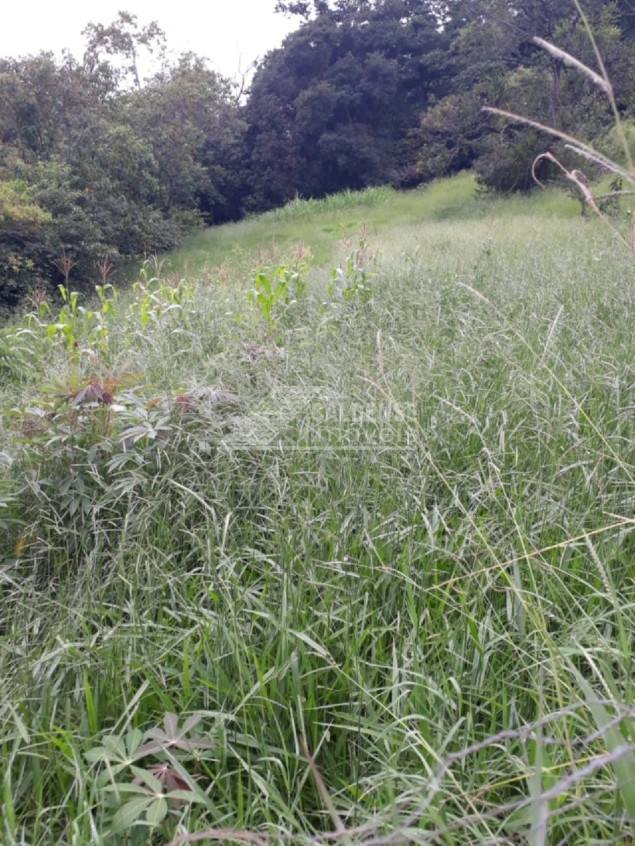 Chácara - Foto 1