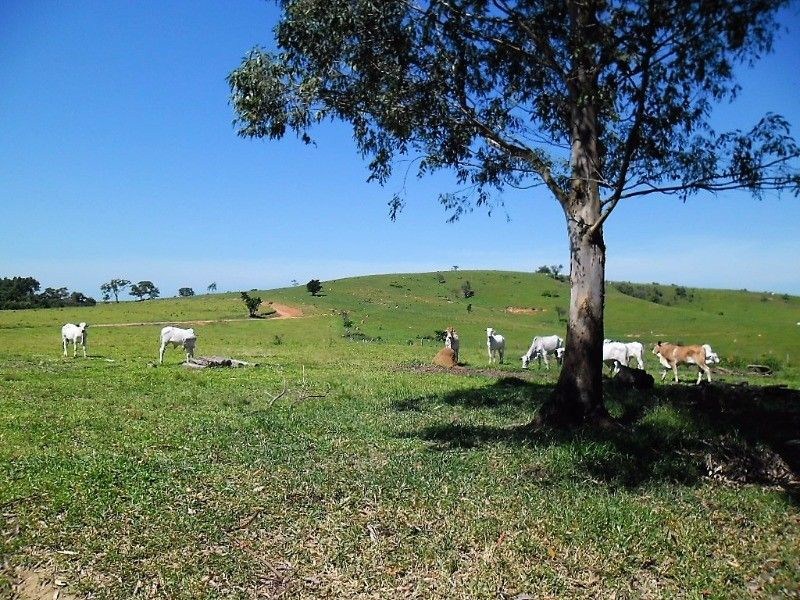 Fazenda, 121 hectares - Foto 13