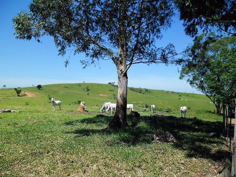 Fazenda, 121 hectares - Foto 9