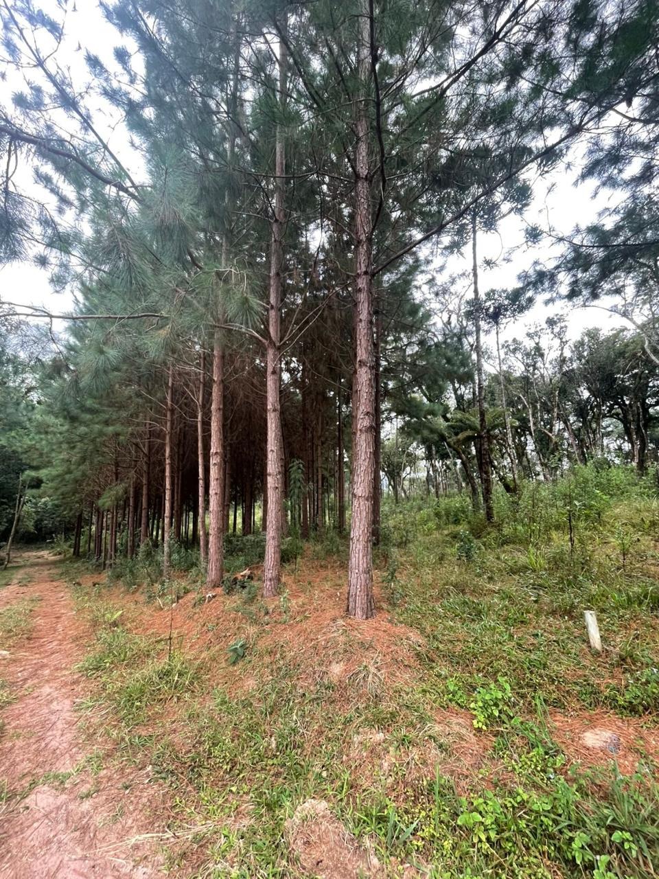Chácara, 3 hectares - Foto 3