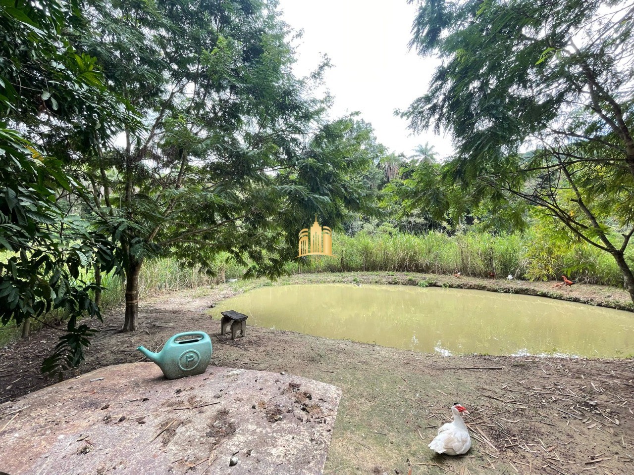 Sítio, 5 quartos, 4 hectares - Foto 3