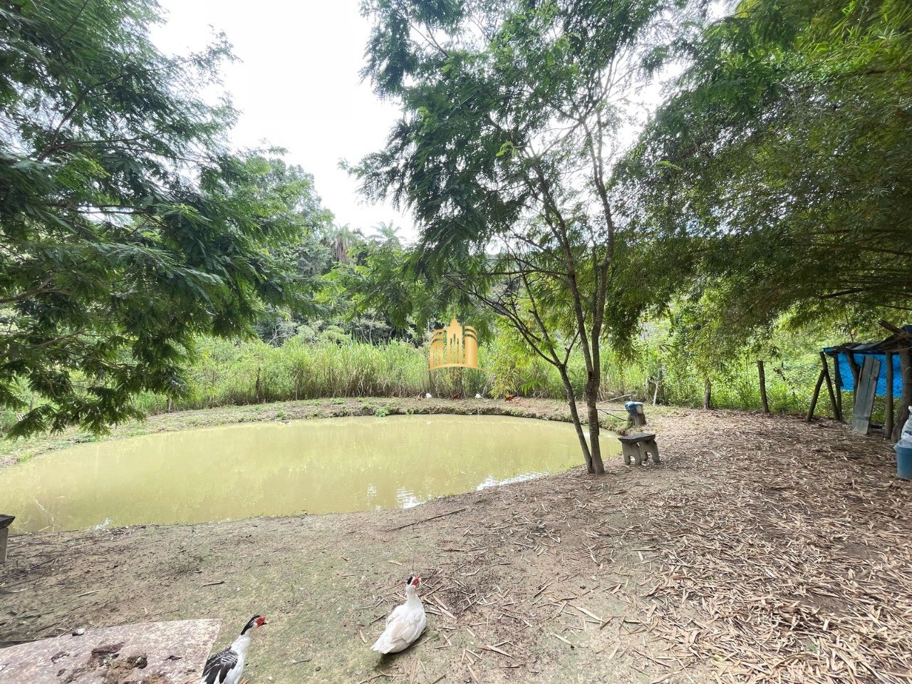 Sítio, 5 quartos, 4 hectares - Foto 13