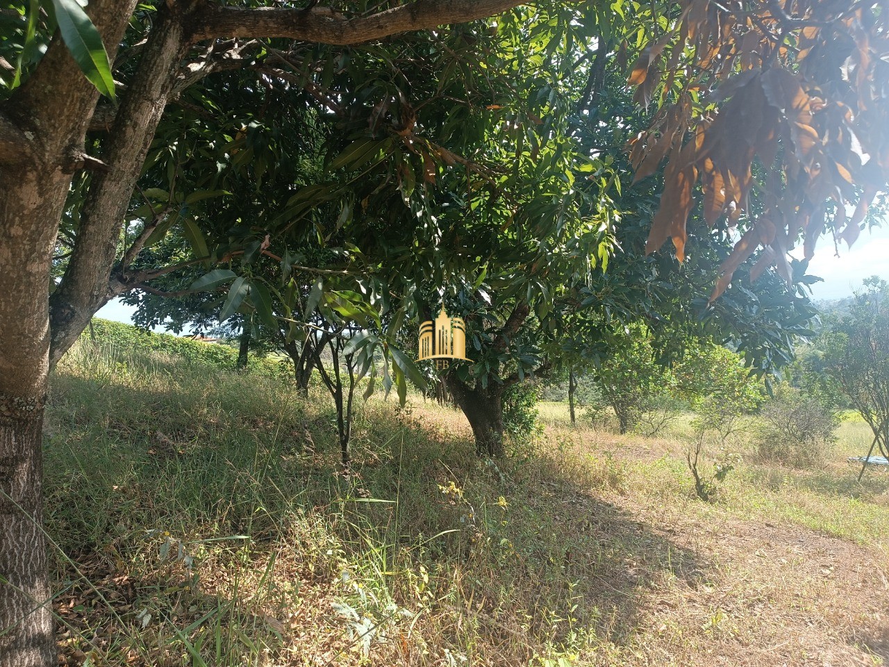 Sítio, 6 quartos, 5000 m² - Foto 10