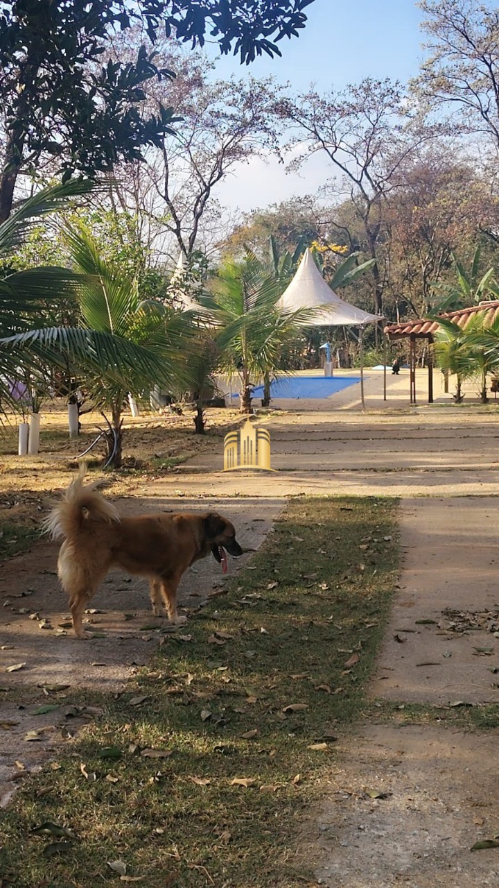 Sítio, 4 quartos, 5000 m² - Foto 28