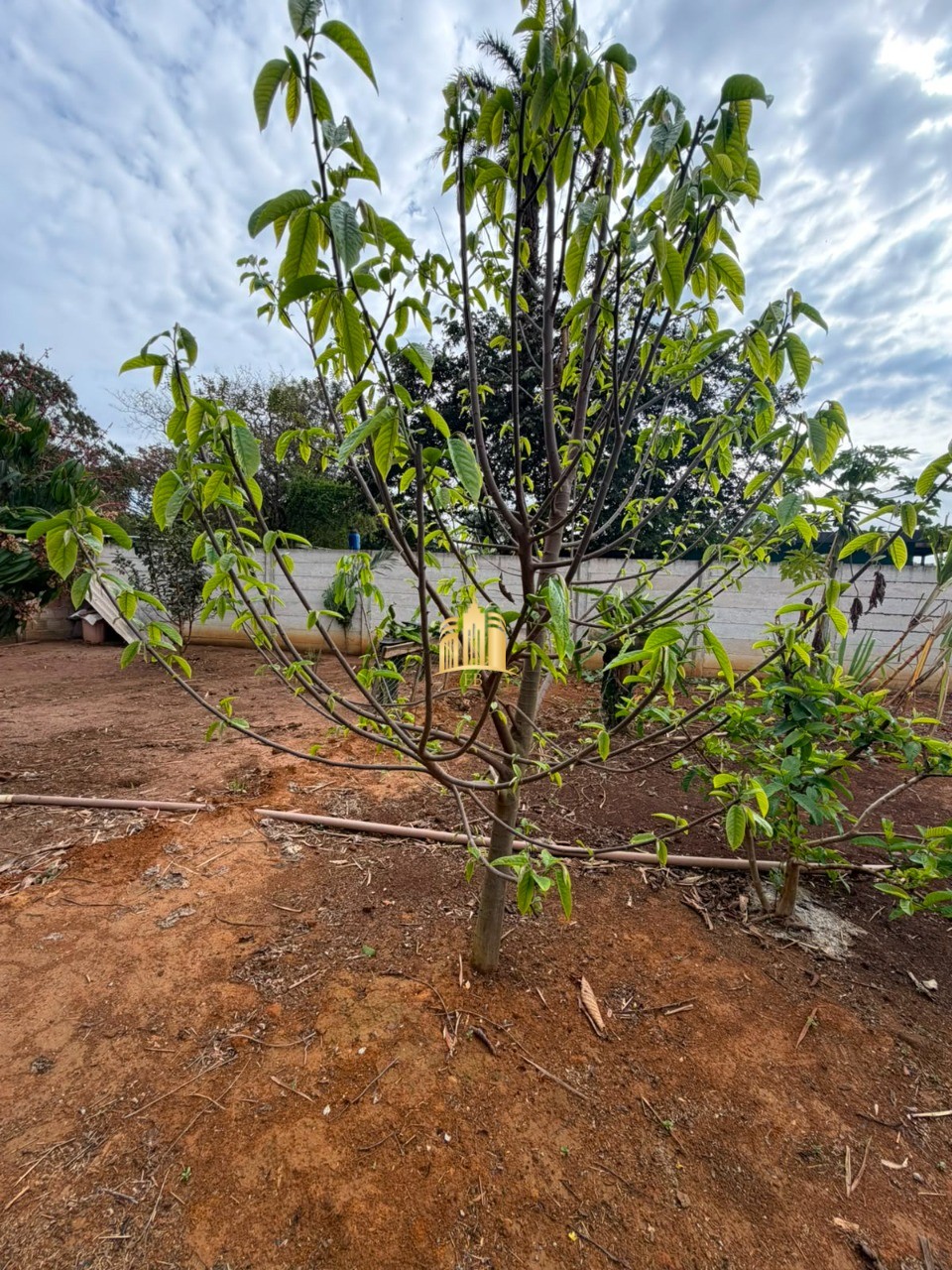 Sítio, 2 quartos, 1000 m² - Foto 4